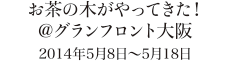 お茶の木がやってきた! グランフロント大阪