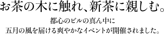 お茶の木に触れ、新茶に親しむ。都心のビルの真ん中に