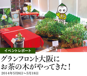 イベントレポート グランフロント大阪にお茶の木がやってきた!